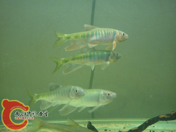 DSC04008.JPG