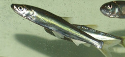211838bunakewkuak58kue_副本.jpg