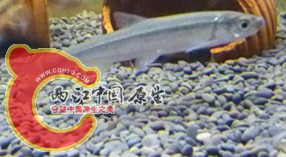 202810v96npr7rbmbzrpea_副本.jpg