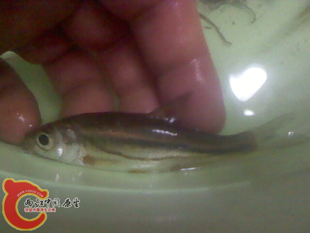 什么鱼