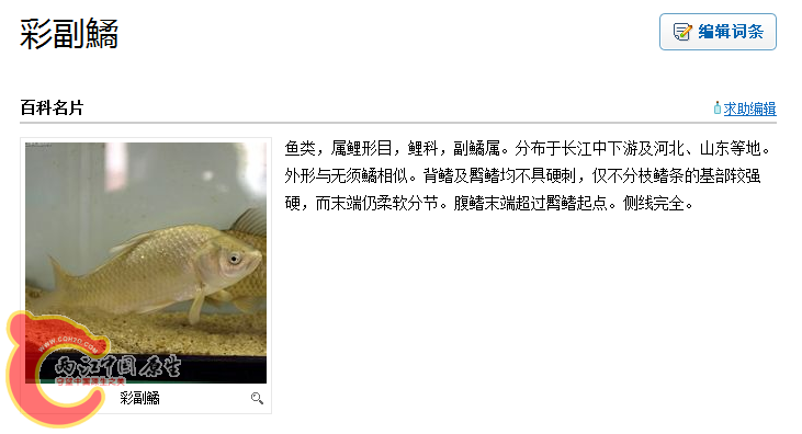 这明明是鲫鱼……