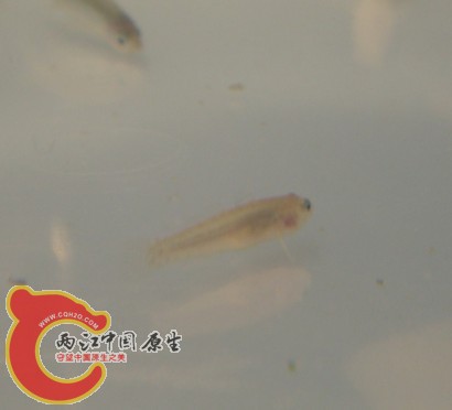 未知虾虎2.jpg