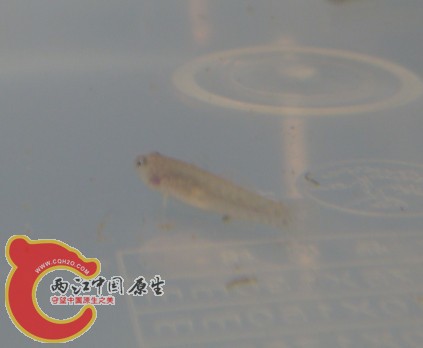 未知虾虎1.jpg