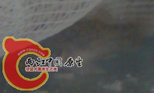吻虾虎鱼1.jpg