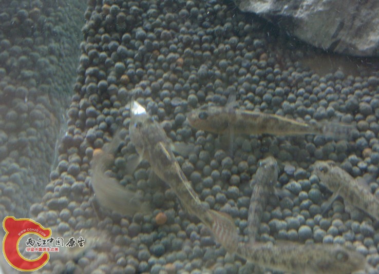 餐具 嘴里的是小麦穗