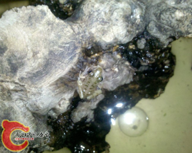 青蛙 只是青蛙 ，冰冻红虫开口了，喂食方法：1缠到牙签大头上递到嘴边。2...这个把一坨红虫涂到它脸上。。这 ...