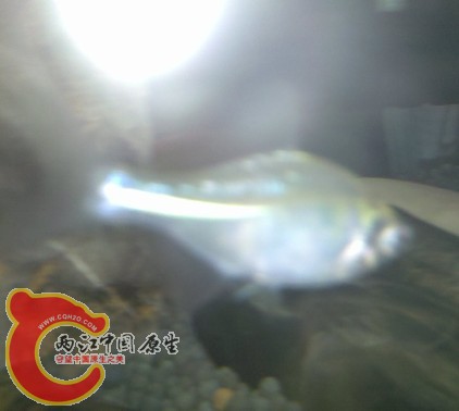 鳑鮍，胖的跟猪一样，他还有一个兄弟更胖。