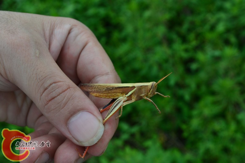 conew_20120811-819.jpg