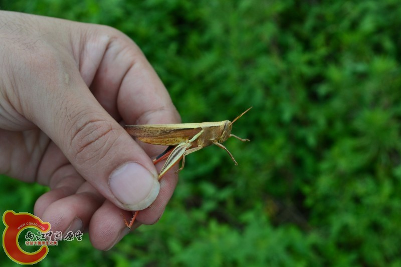 conew_20120811-820.jpg