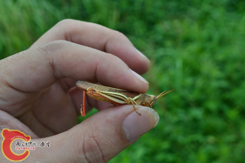 conew_20120811-821.jpg