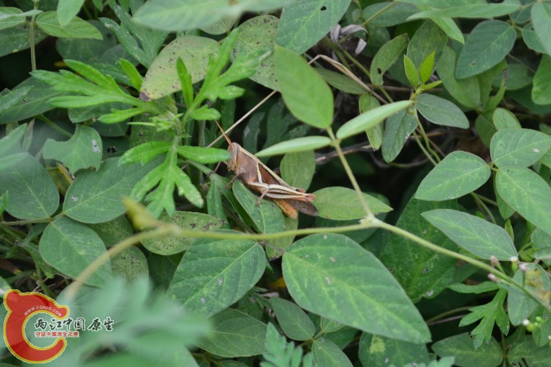 conew_20120811-825.jpg