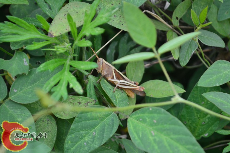 conew_20120811-826.jpg