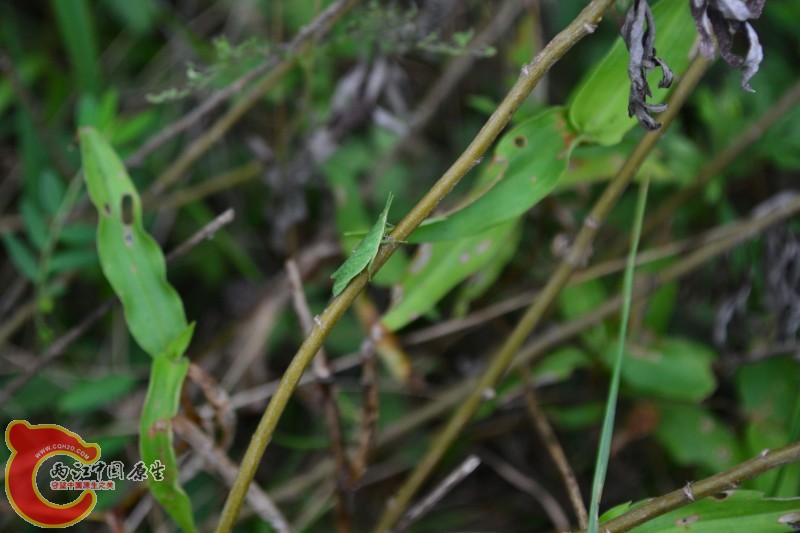 conew_20120811-827.jpg
