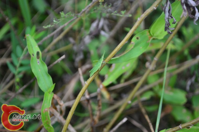 conew_20120811-828.jpg