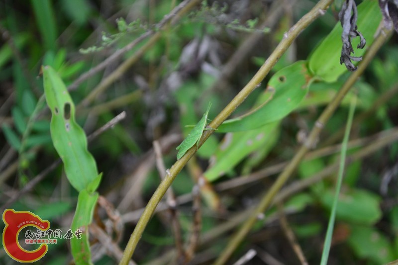 conew_20120811-829.jpg