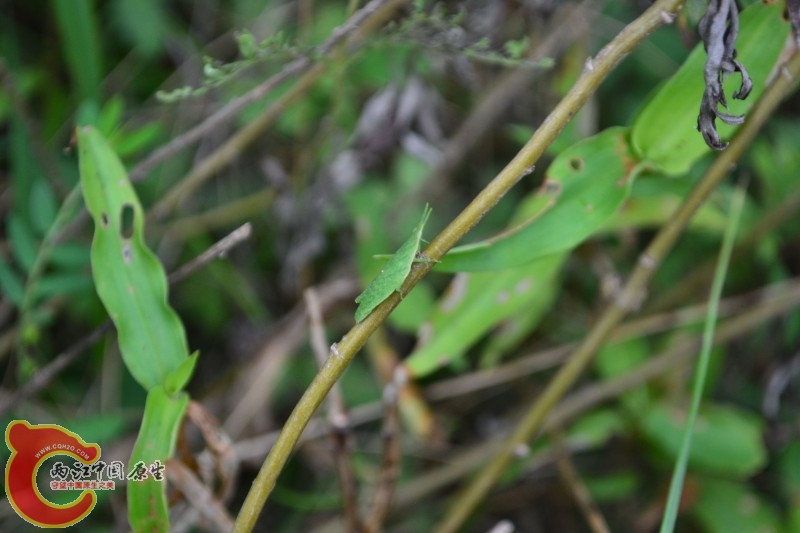 conew_20120811-830.jpg
