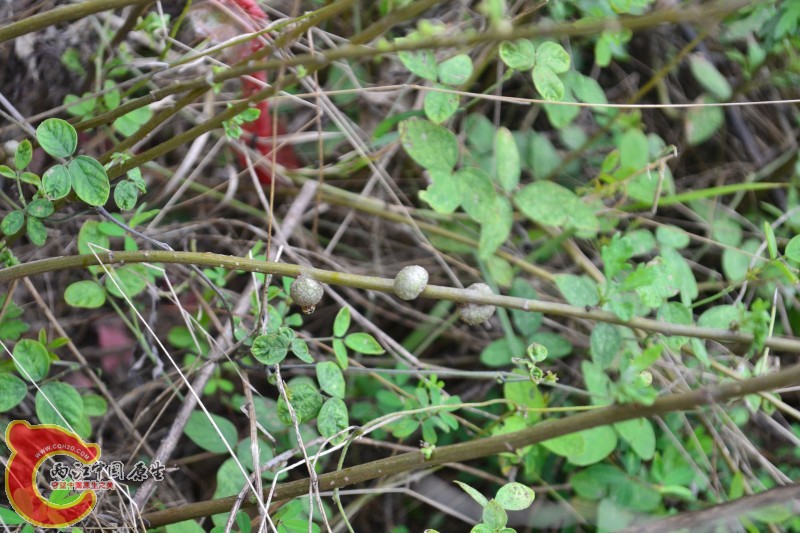 conew_20120811-832.jpg