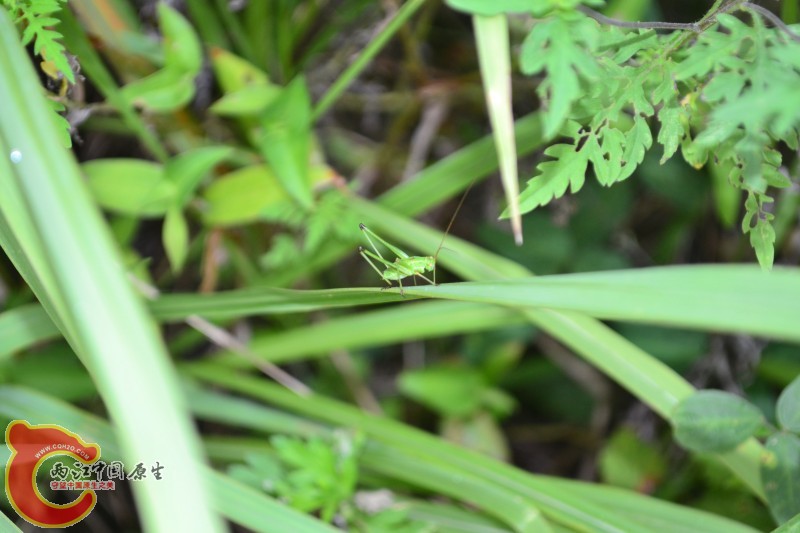 conew_20120811-834.jpg