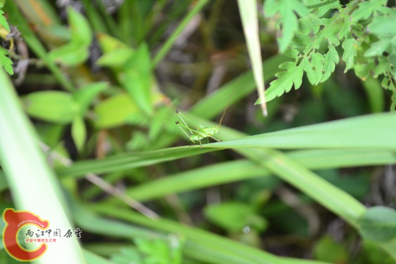 conew_20120811-835.jpg
