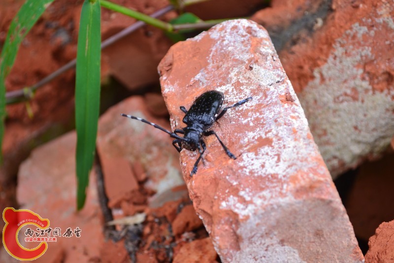 conew_20120811-985.jpg