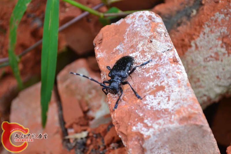 conew_20120811-986.jpg