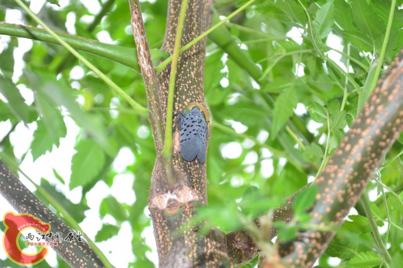 conew_20120811-1016.jpg