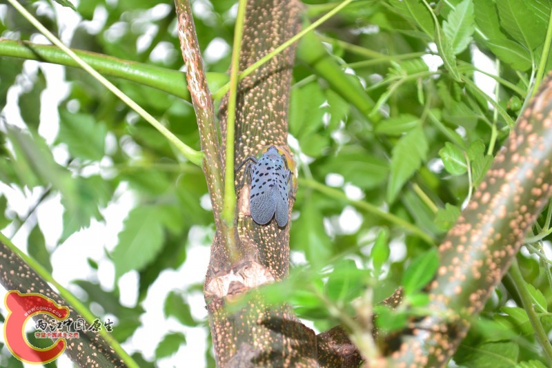 conew_20120811-1017.jpg