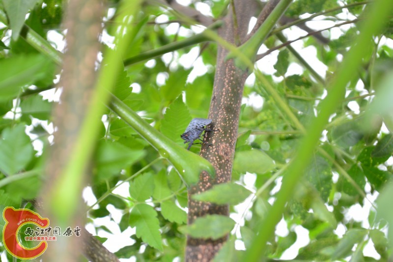 conew_20120811-1018.jpg