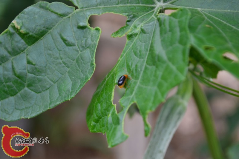 conew_20120811-1020.jpg