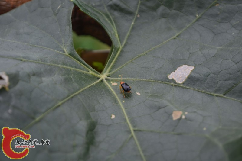 conew_20120811-1022.jpg