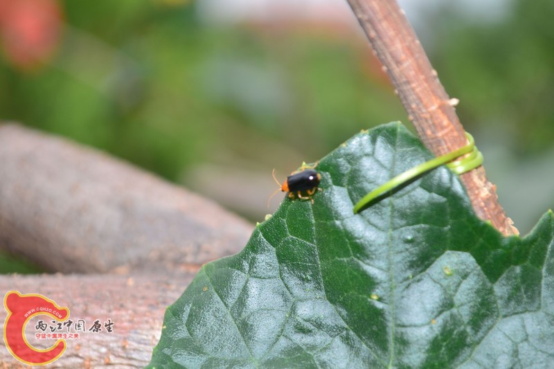 conew_20120811-1024.jpg