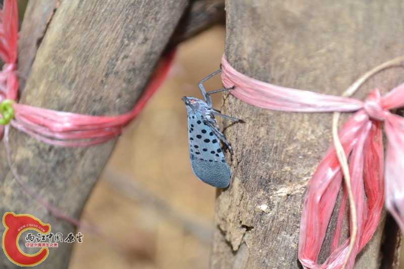 conew_20120811-1025.jpg