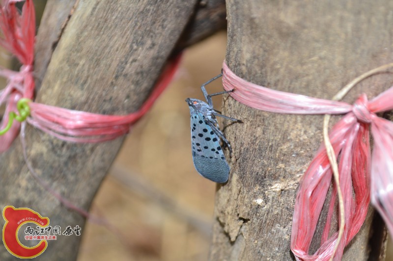 conew_20120811-1026.jpg