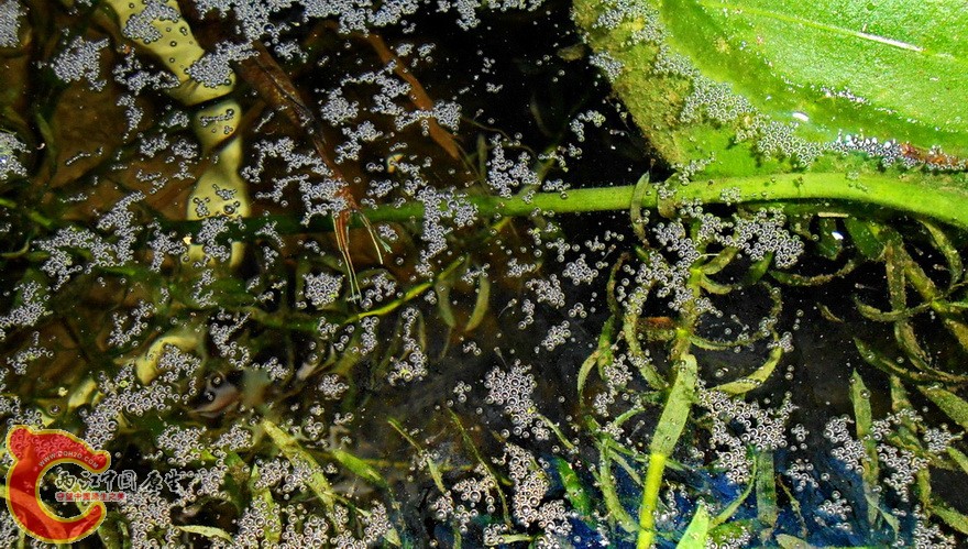 DSCN0068.jpg
