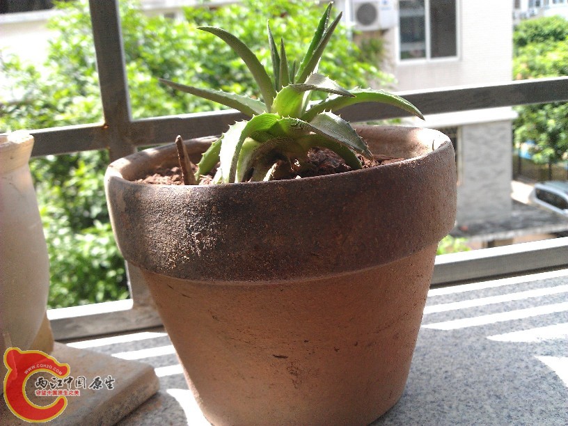tbtbIMG_20120728_103008.jpg