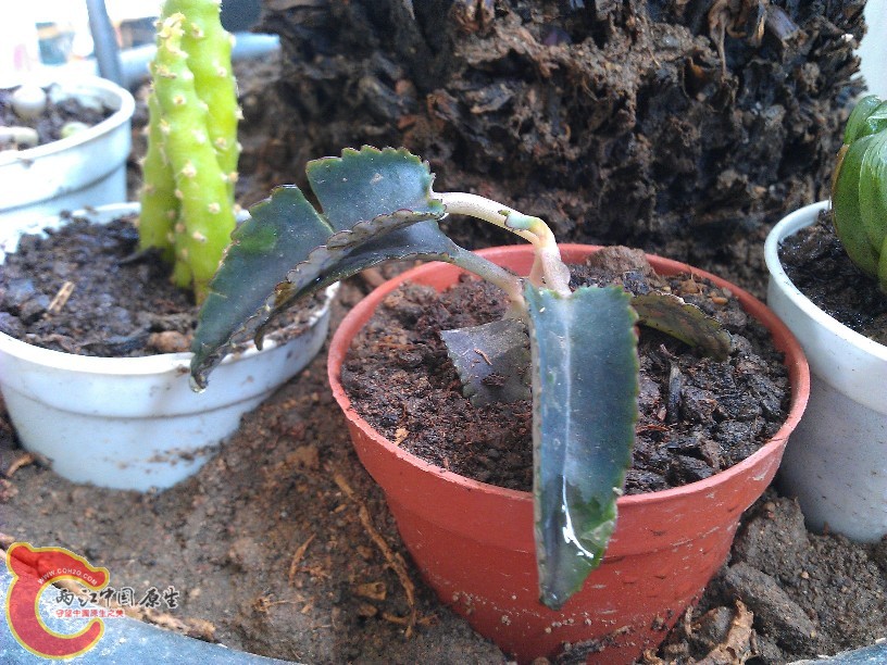 tbtbIMG_20120728_125414.jpg