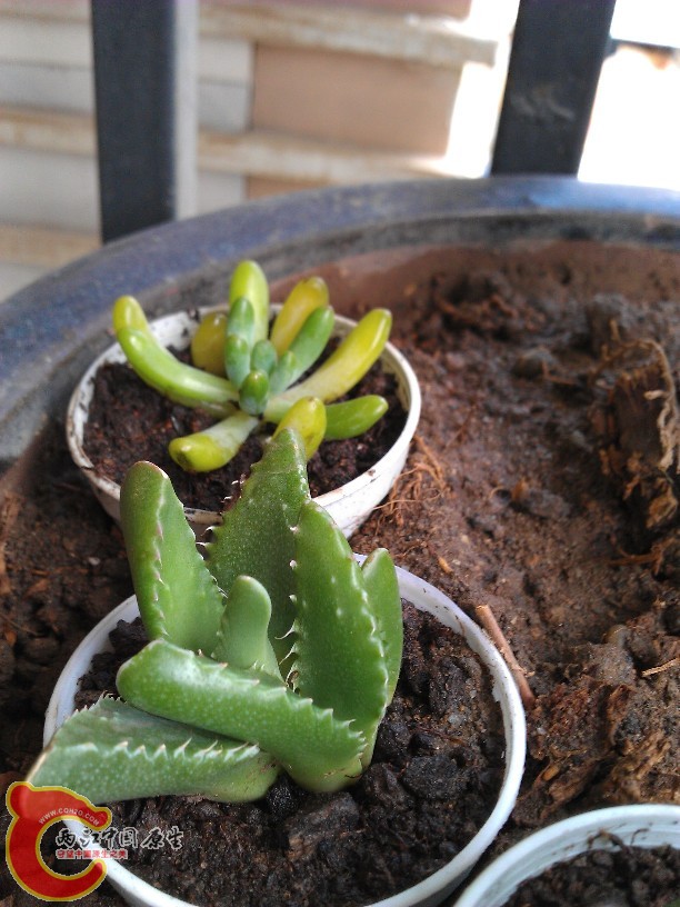 tbtbIMG_20120728_125445.jpg