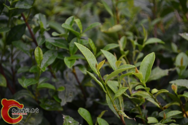 茶树 (5).jpg