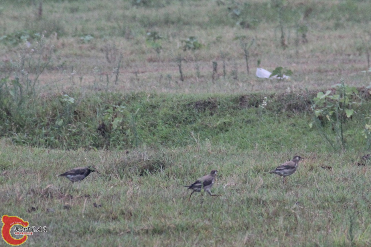 IMG_6341_副本.jpg IMG_6341_副本.jpg