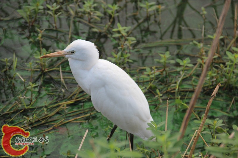 IMG_6390_副本.jpg IMG_6390_副本.jpg