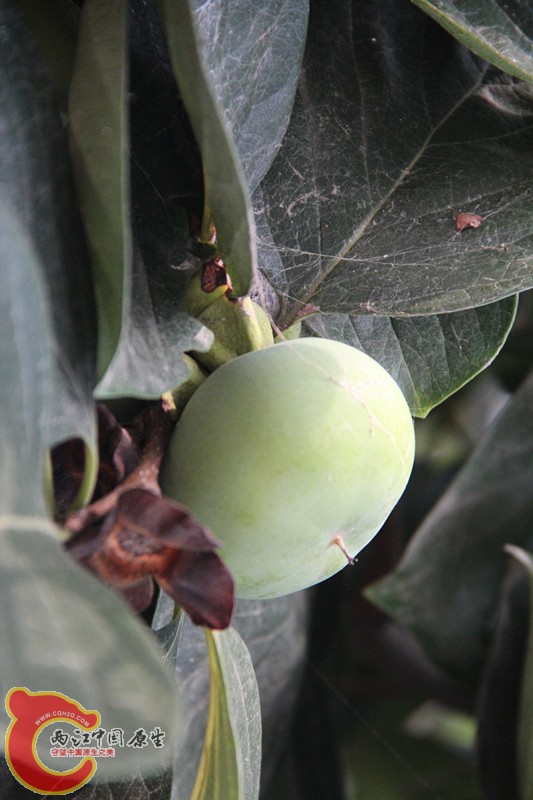 IMG_6411_副本.jpg IMG_6411_副本.jpg