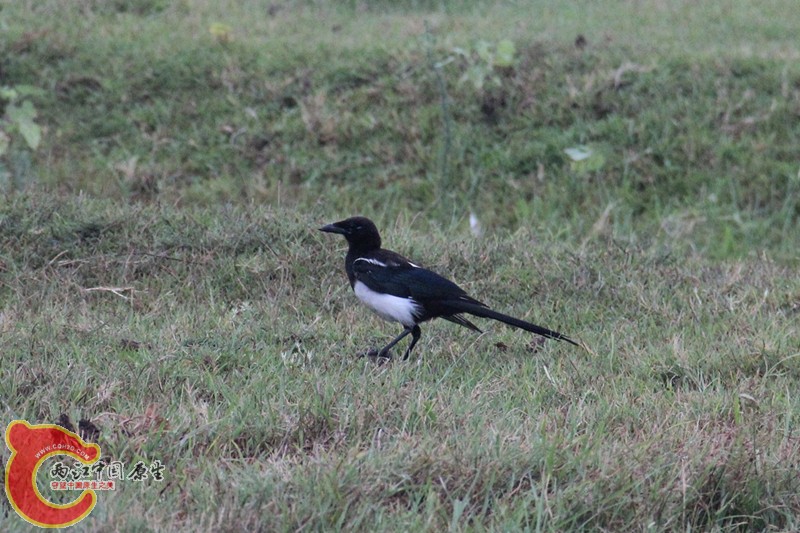 IMG_6342_副本_副本.jpg IMG_6342_副本_副本.jpg