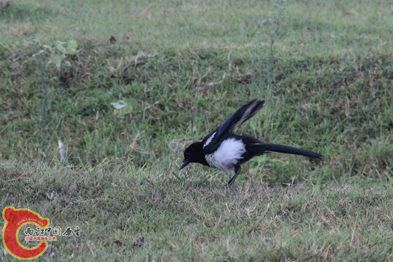 IMG_6345_副本_副本.jpg IMG_6345_副本_副本.jpg