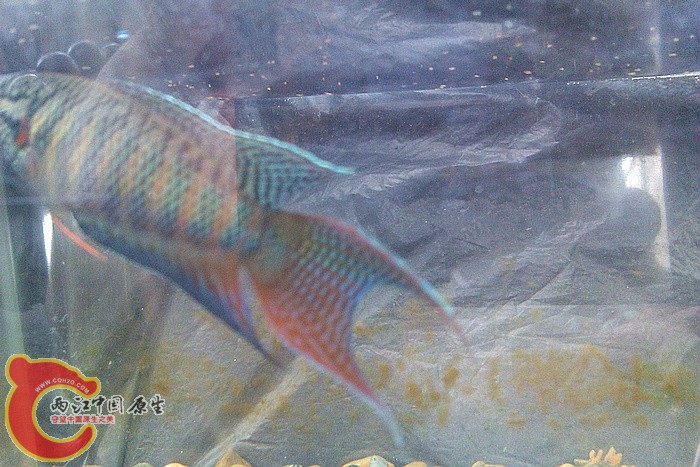 IMAG1174.jpg