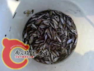 IMG_20120808_074719.jpg