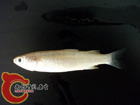 DSCF7364.JPG