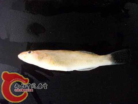 DSCF7368.JPG