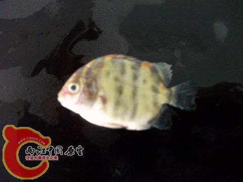 DSCF7371.JPG