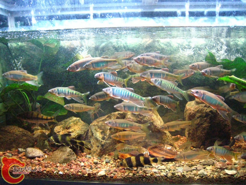 宽鳍鱲和长鳍鱲群游画片