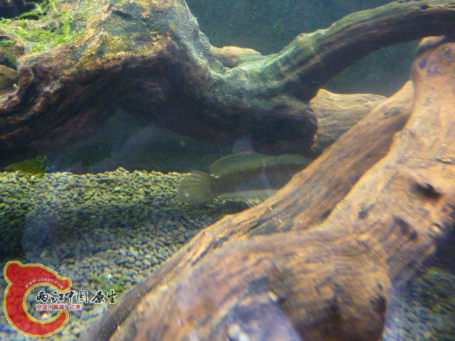 P1070487.JPG